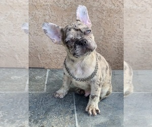 French Bulldog Puppy for sale in RANCHO CUCAMONGA, CA, USA