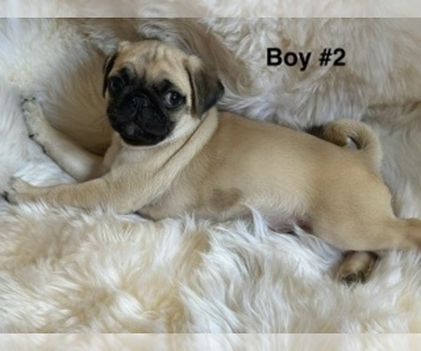 Medium Photo #3 Pug Puppy For Sale in GUTHRIE, KY, USA