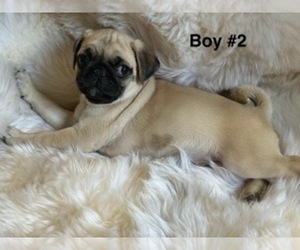 Medium Pug