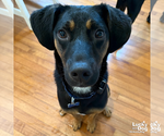 Small Photo #3 Black and Tan Coonhound-Unknown Mix Puppy For Sale in Washington, DC, USA