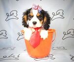 Small Photo #8 Cavalier King Charles Spaniel Puppy For Sale in LAS VEGAS, NV, USA