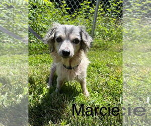 Mutt Dogs for adoption in Middlesex, NC, USA