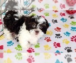 Small #8 ShihPoo
