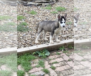 Siberian Husky Puppy for sale in GIRARD, OH, USA