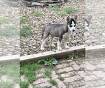 Small Photo #1 Siberian Husky Puppy For Sale in GIRARD, OH, USA
