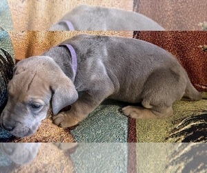 Medium Great Dane