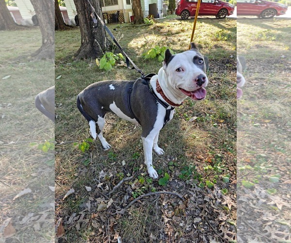 Medium Photo #4 American Pit Bull Terrier-Unknown Mix Puppy For Sale in Germantown, OH, USA
