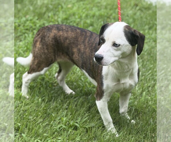 Medium Photo #2 Mutt Puppy For Sale in Yardley, PA, USA