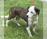 Small #1 Mutt