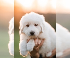 Great Pyrenees Puppy for Sale in ELKHORN, Wisconsin USA