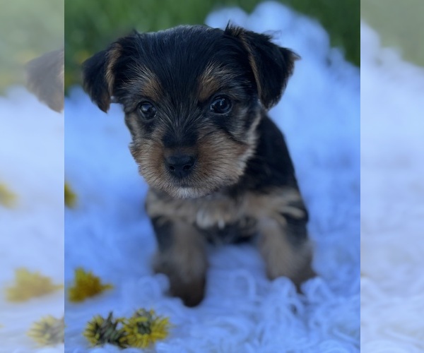 Medium Photo #3 Yorkshire Terrier Puppy For Sale in ROCK STREAM, NY, USA