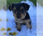 Small #2 Yorkshire Terrier