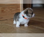 Small #8 Pembroke Welsh Corgi