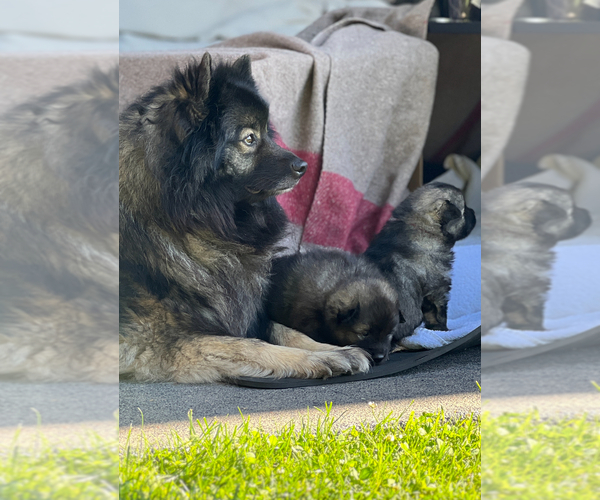 Medium Photo #1 Keeshond Puppy For Sale in VANCOUVER, WA, USA