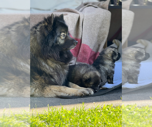 Keeshond Puppy for Sale in VANCOUVER, Washington USA