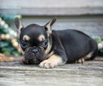 Small Photo #14 French Bulldog Puppy For Sale in BALTIC, OH, USA