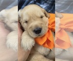 Small #9 Golden Retriever