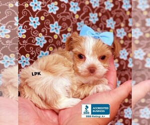 Yorkshire Terrier Puppy for sale in WINNSBORO, LA, USA