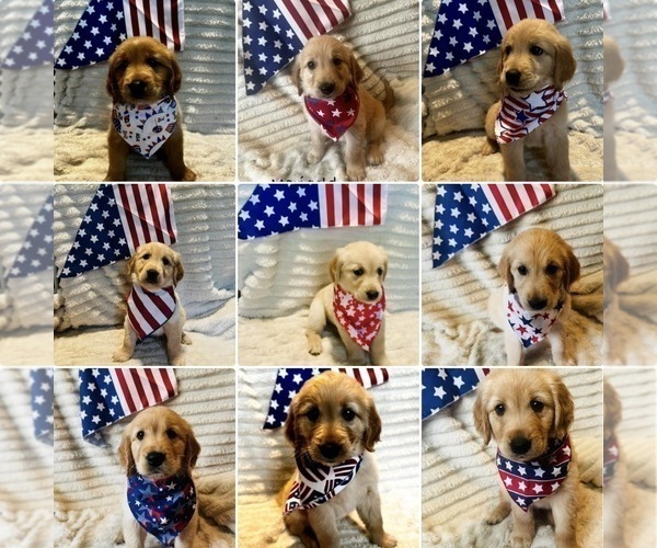 Medium Photo #1 Golden Retriever Puppy For Sale in HAMPSTEAD, NC, USA