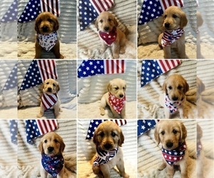 Golden Retriever Puppy for sale in HAMPSTEAD, NC, USA