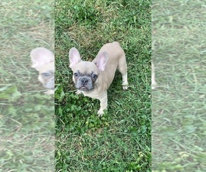 French Bulldog Puppy for sale in BEECH GROVE, IN, USA