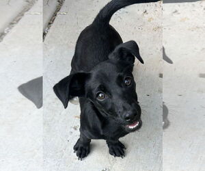 Medium Dachshund Mix