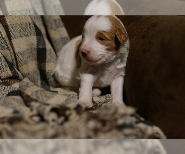 Medium Photo #3 Golden Mountain Doodle  Puppy For Sale in JIM FALLS, WI, USA