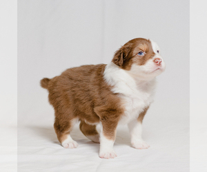 Medium Australian Shepherd