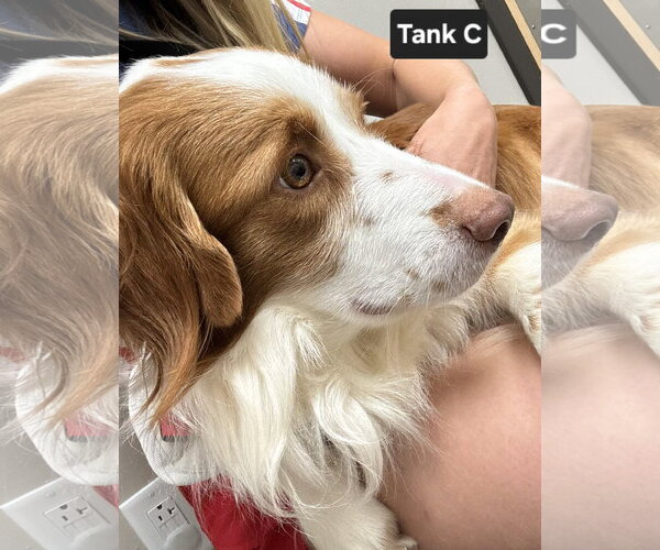 Medium Photo #7 Brittany-Colonial Cocker Spaniel Mix Puppy For Sale in Curwensville, PA, USA