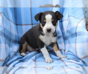 Miniature Australian Shepherd-Mutt Mix Puppy for sale in SHILOH, OH, USA