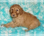 Image preview for Ad Listing. Nickname: apricot
