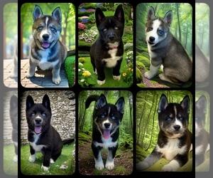 Siberian Husky Litter for sale in FLORENCE, KY, USA