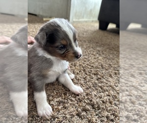 Australian Shepherd Puppy for sale in LINDSEY, OH, USA