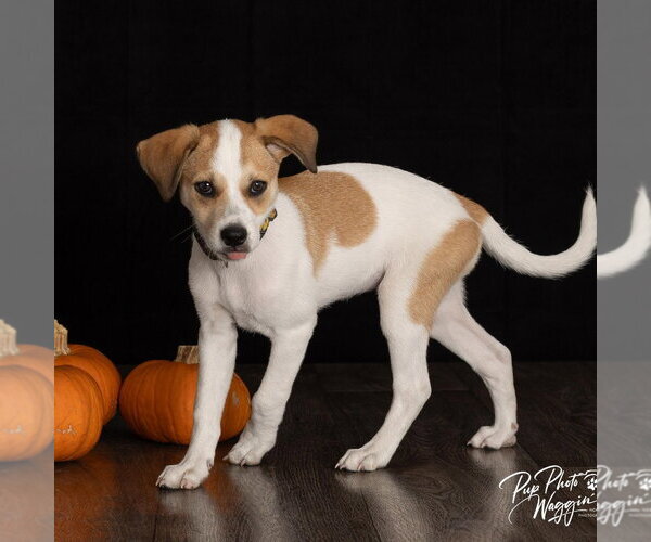 Medium Photo #2 Great Pyrenees-Unknown Mix Puppy For Sale in Claremore, OK, USA