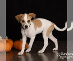 Small Photo #2 Great Pyrenees-Unknown Mix Puppy For Sale in Claremore, OK, USA