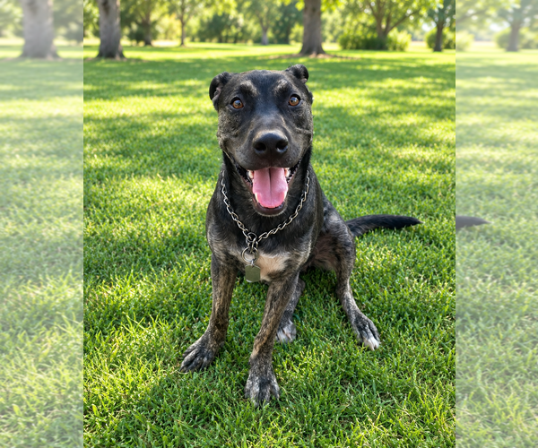 Medium Photo #3 Australian Shepherd-Holland Shepherd Mix Puppy For Sale in Chandler, AZ, USA