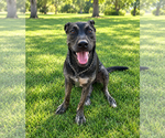 Small #2 Australian Shepherd-Holland Shepherd Mix