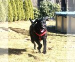 Small Photo #4 Schnauzer (Giant)-Unknown Mix Puppy For Sale in Wakefield, RI, USA
