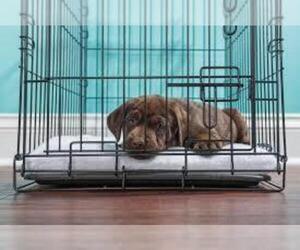 Labrador Retriever Puppy for sale in MORENO VALLEY, CA, USA