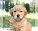 Small #2 Golden Retriever