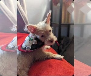 Mutt Dogs for adoption in Escondido, CA, USA