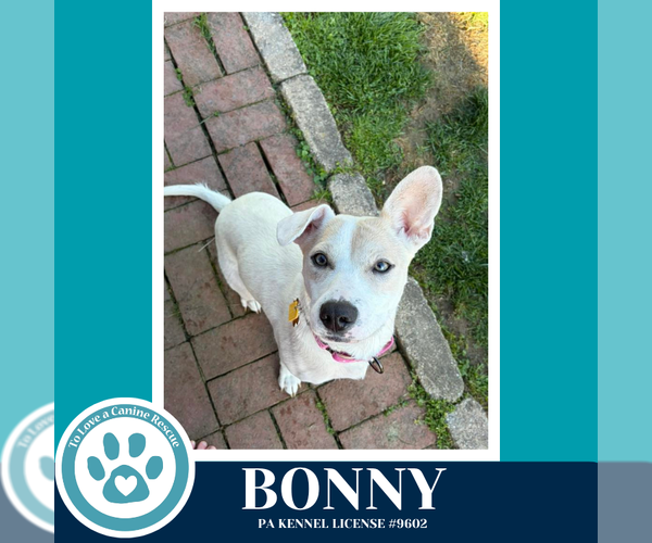 Medium Photo #1 Mutt Puppy For Sale in Kimberton, PA, USA