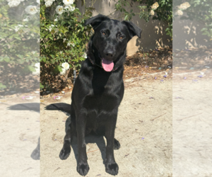 Scout - courtesy post MM - Female Mutt Dog for Adoption - Photo #5