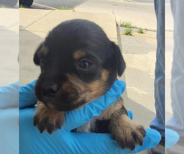 Medium Photo #1 Mutt Puppy For Sale in San Antonio, TX, USA