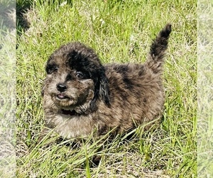 Goldendoodle (Miniature) Puppy for sale in GROVETON, TX, USA