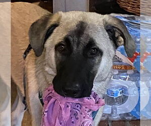 Anatolian Shepherd-Great Pyrenees Mix Dogs for adoption in Candler, NC, USA