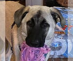 Small Anatolian Shepherd-Great Pyrenees Mix