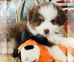 Small Photo #10 Miniature Australian Shepherd Puppy For Sale in ANTHONY, FL, USA