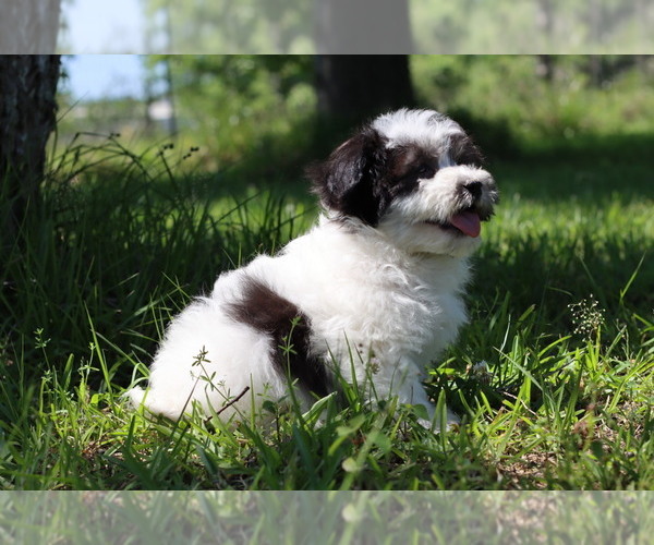 Medium Photo #3 Havachon Puppy For Sale in HOUSTON, TX, USA