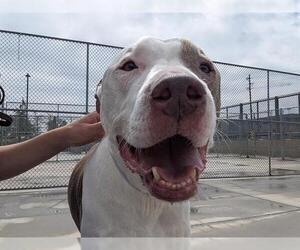 Bullypit Dogs for adoption in Denver, CO, USA